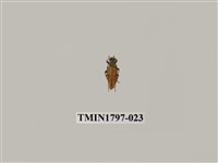 藏品(昆蟲綱)的圖片